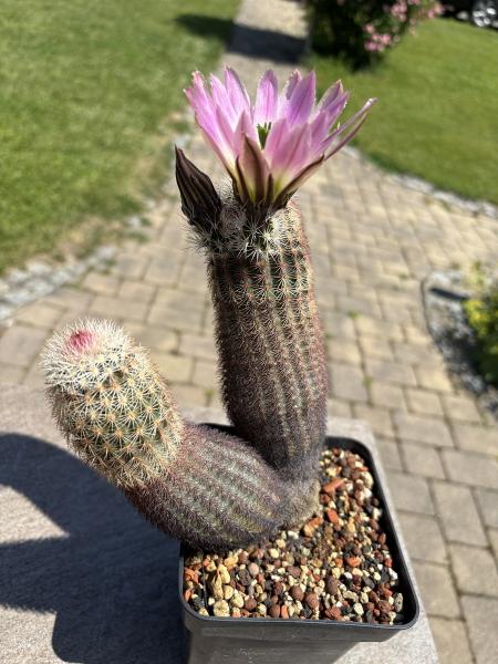 Echinocereus dasyacanthus